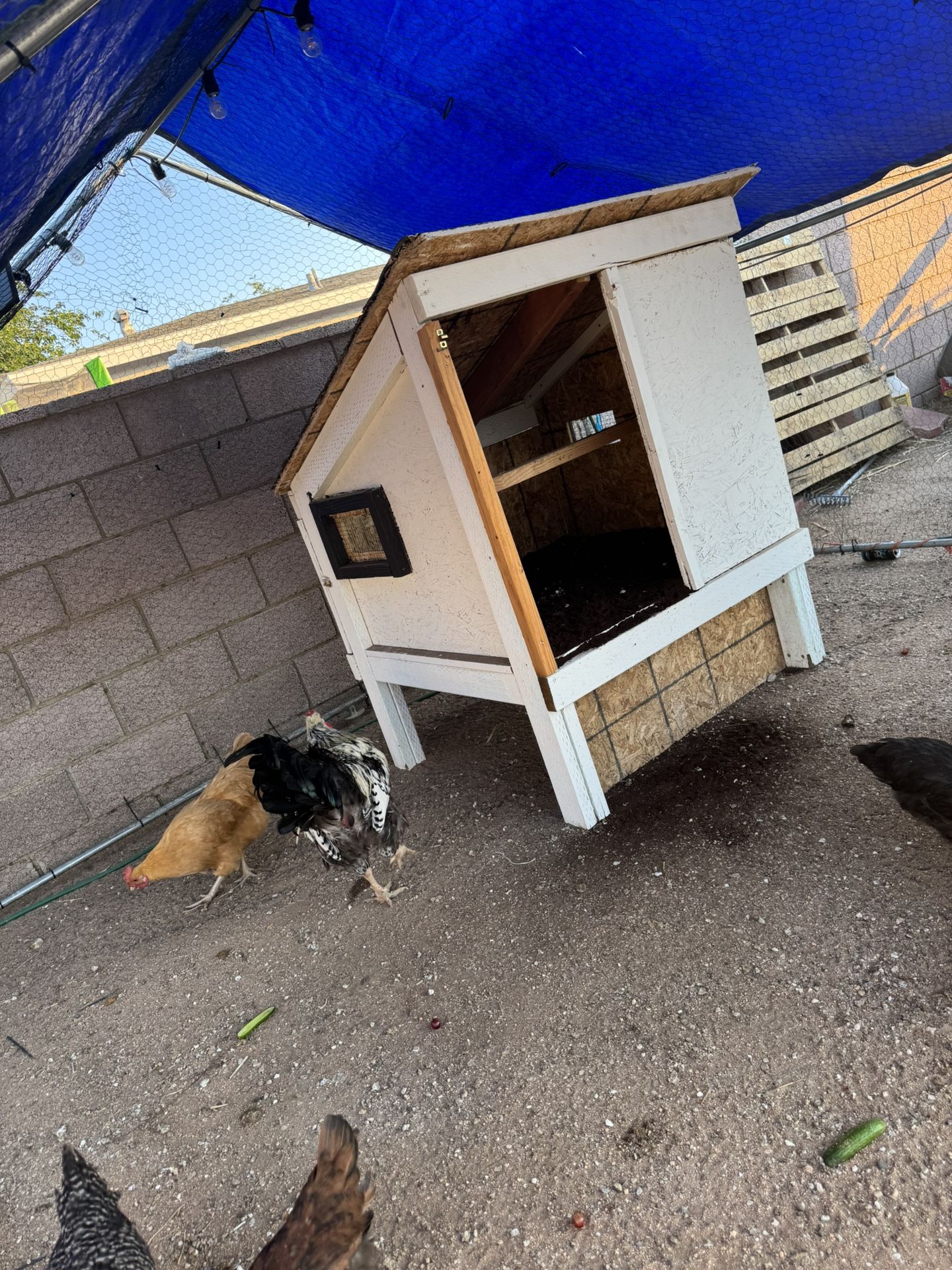 Chicken Coop