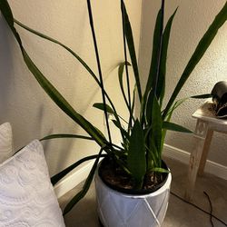 Snake plant with pot 