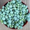 AllPlants