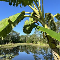 11 Banana Varieties For Sale ($20 Ea)