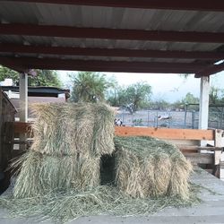 Bermuda Hay 