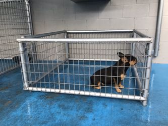 Dog Kennel