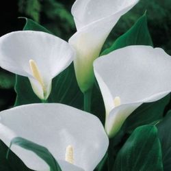 White Calla Lily Plants