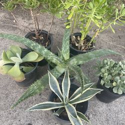 Bundle Plants Firm $25