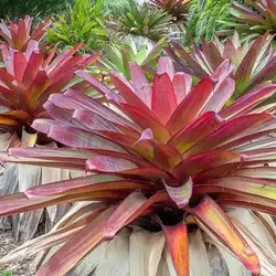 Largest Bromeliad in the World!
