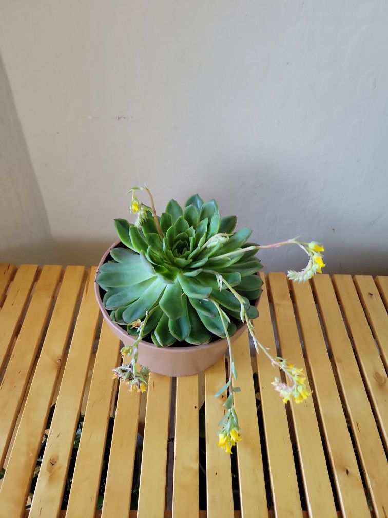 Succulent Plant ! Healthy Plant With New Soil