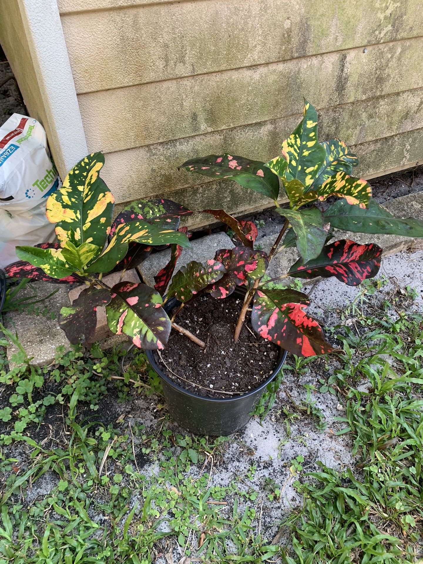 Croton plant colorful