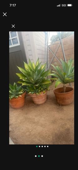 3 Agaves. W/ Pot $20 Each Or. $55 For All 3