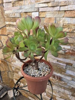 Beautiful Plant 