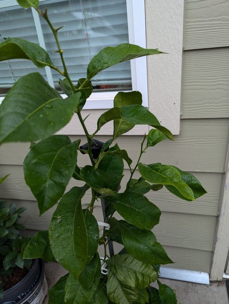 Tree Lemon ๐ Organic ะ rice negotiable