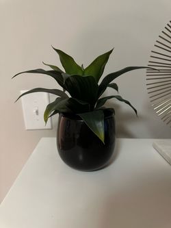 Artificial Dracaena Plant in Black Ceramic Pot