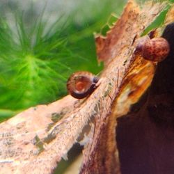 Decoration Ramshorn Snail Shape Decor