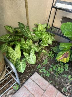 Heart plants
