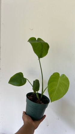 Monstera deliciosa house plant low maintenance