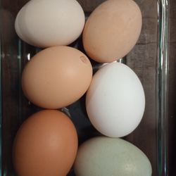 Farm Fresh Eggs - Dozen 