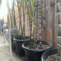 Sugar Cane Plants For Sale
