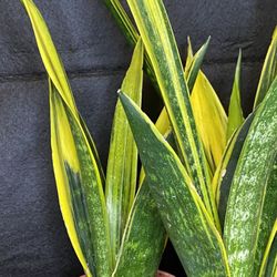 Rare Sansevieria 'Gold Flame' | La Rubia Snake Plant | Drought Tolerant |  Air Purifying for Sale in Atlanta, GA - OfferUp