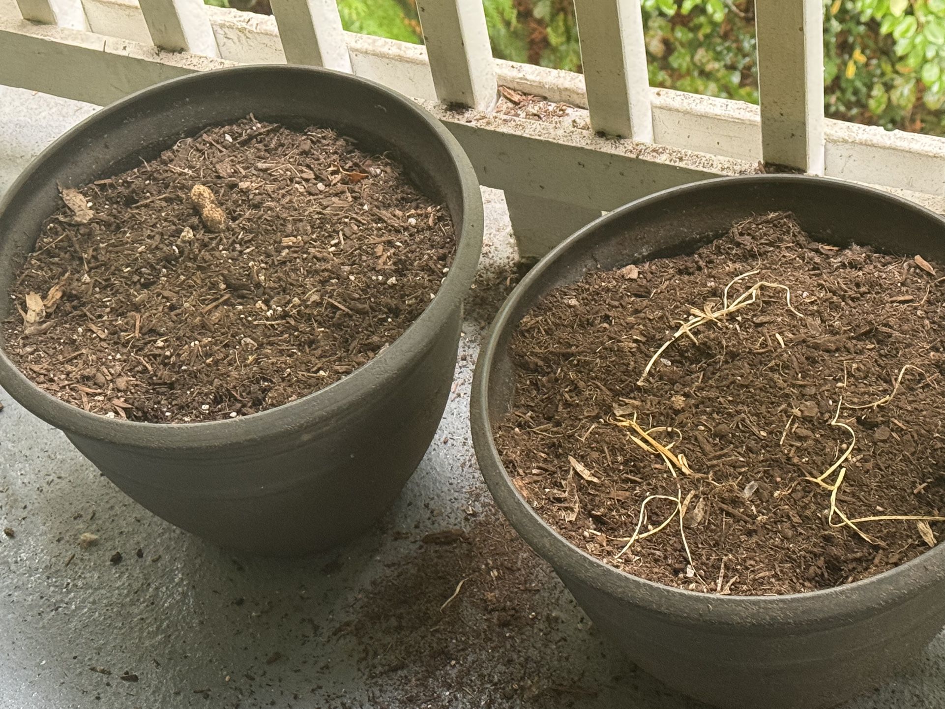 Garden Pots 2 Including Pot Mix - Free