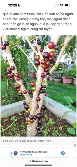 Bonsai-Nho Than Go Tu Quy/ Plinia Cauliiflora/ Jabuticaba