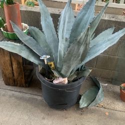 Tequila Plant 