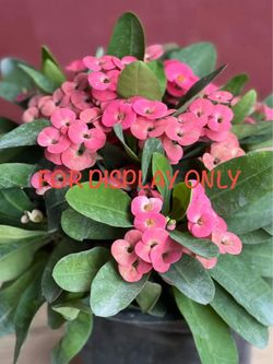 Plant Big Flower Crown of Thorns