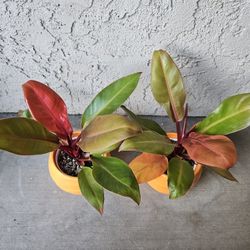 Philodendron Prince Of Orange Plants