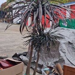 Fake Palmtrees Two Of Them