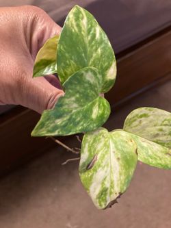 Golden pothos rooted cutting