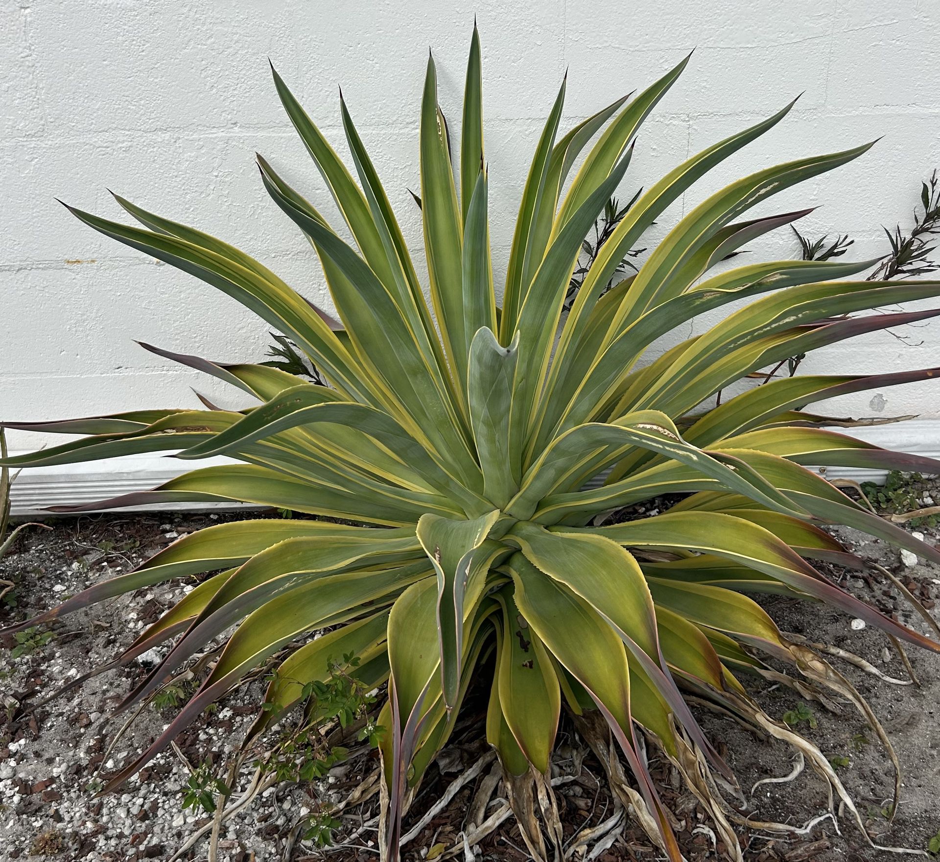 WANTED: Very Large Aloe Plant