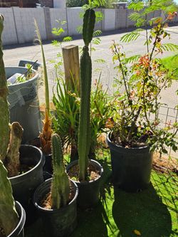 Cactus