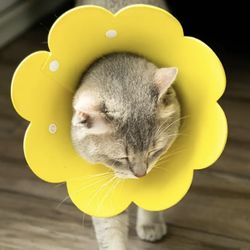 Sunflower Pet Collar, Cat Cone, Pet Anti-Licking Collar For Cat