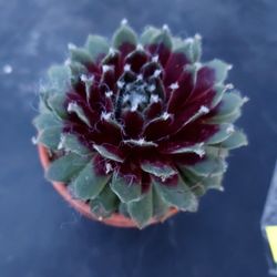 PLANT AND SUCCULENT SALE SUNDAY IN SAN LORENZO. 1PM TO 5PM