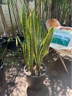 Plant