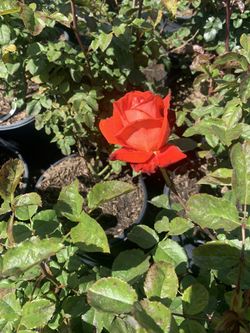 Rose Bush