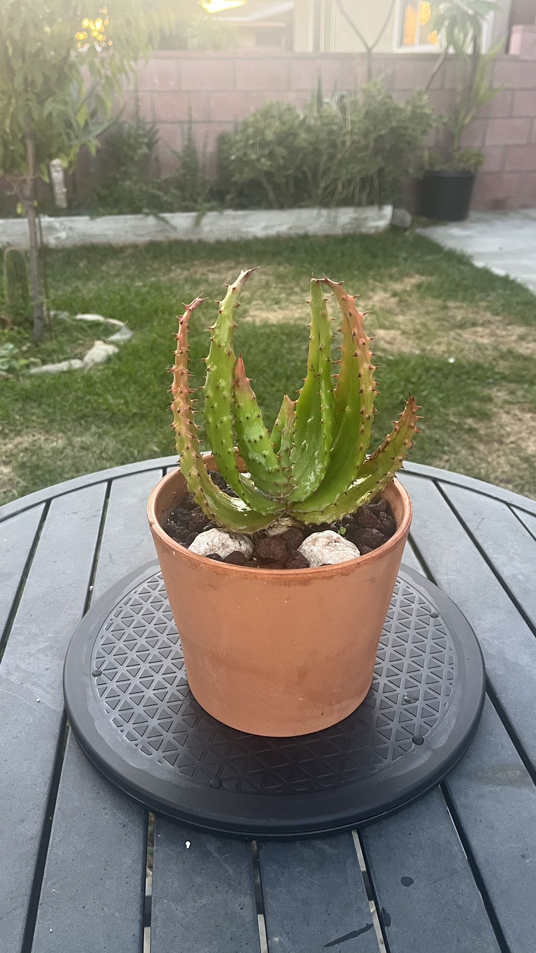 Very Healthy Aloe Aculeata Plant In Clay Pot