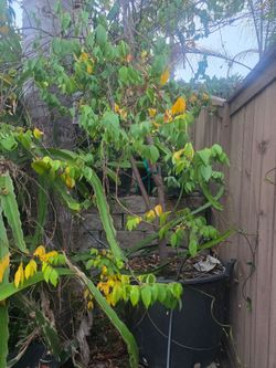 Kari Starfruit(carambola) in a 45 gallon container