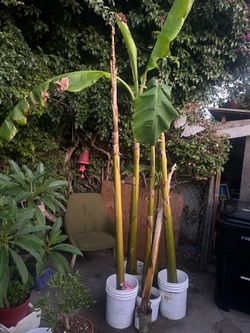 Plantas de plátano burro $20 each