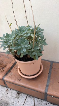 Plant flowering succulent healthy growing