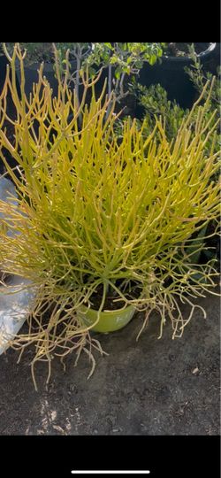 Desert plant