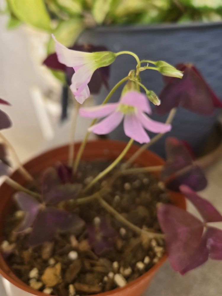 Purple Shamrock Flowering