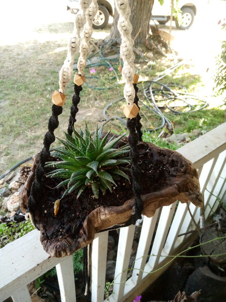 Hanging Succulent In A Piece Of Driftwood