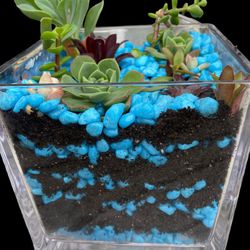 6 Inch Glass— Succulents With Blue Stones