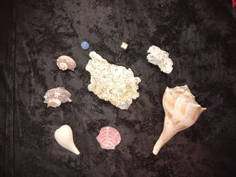 Shells And Coral And Rocks