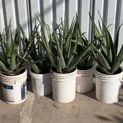 Huge Blowout Sale Clearance On All Plants