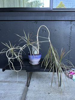 Unique 40 Year Old Pink Dragon Plant 