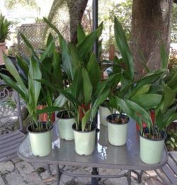 Cast Iron Plants