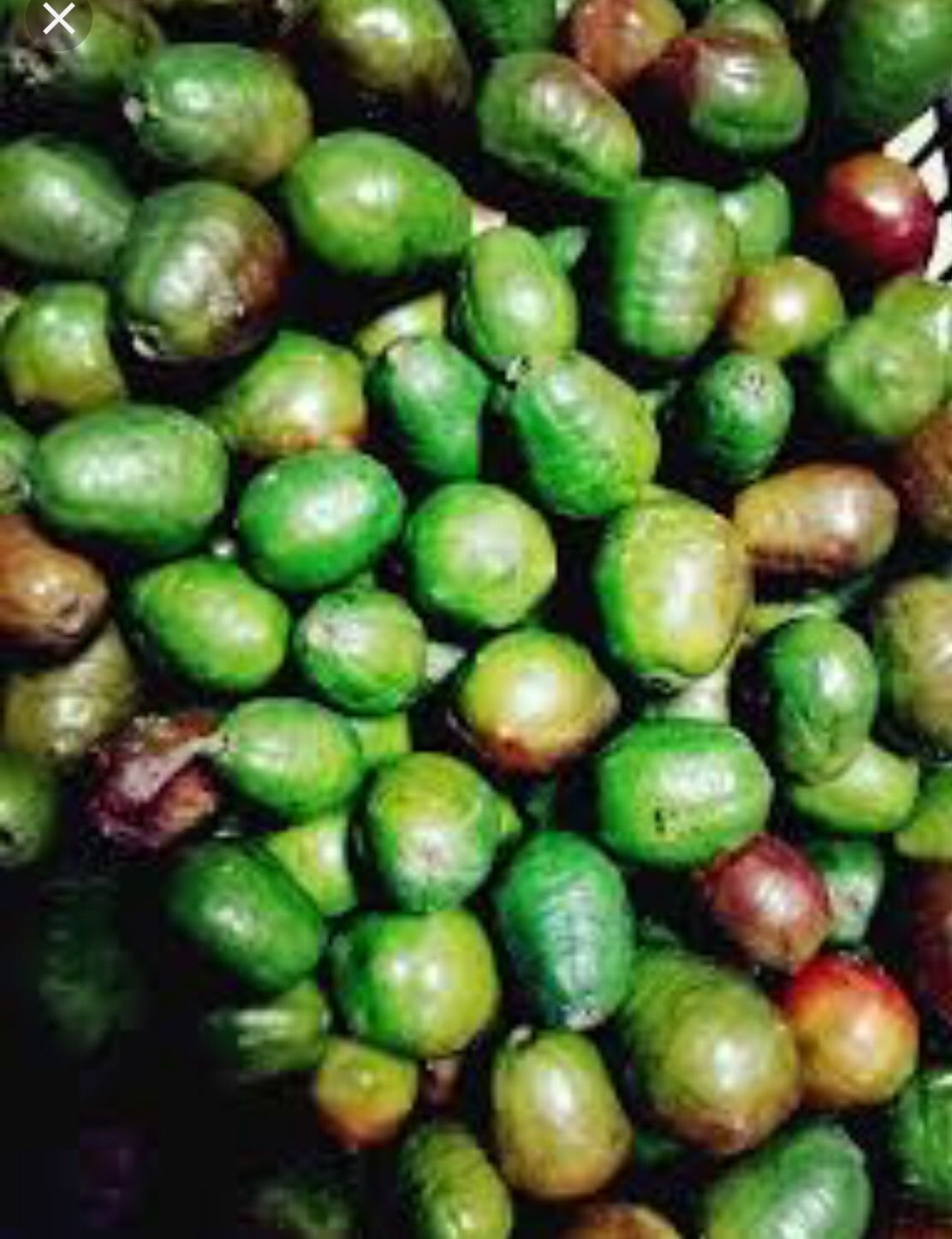 Jocote de Corona (ciruelas)