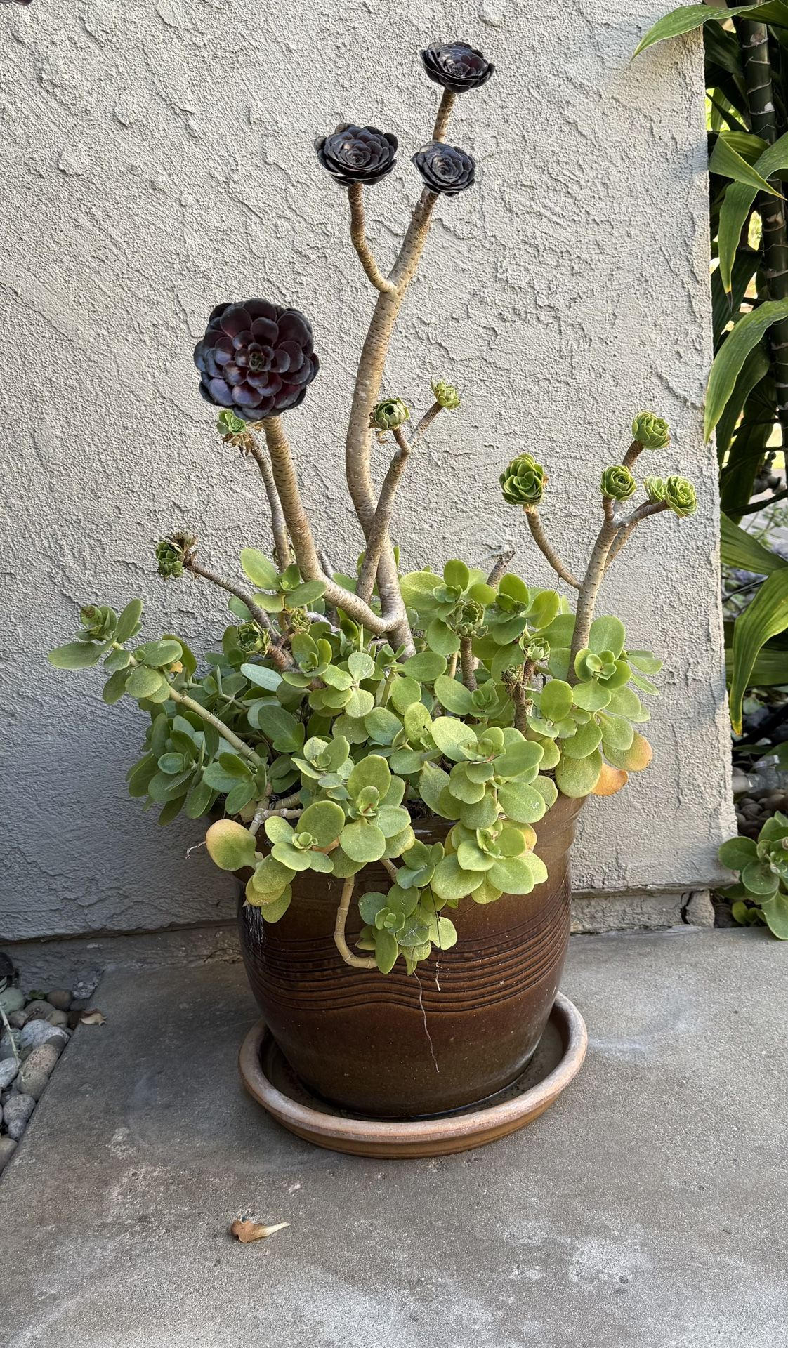 Potted Plant