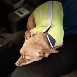 Dog vest, velcro, sm med & large