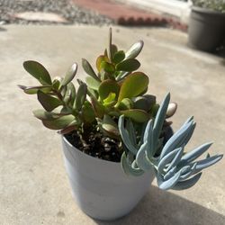 Jade, oregano And Another Succulent 
